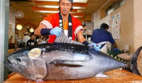 日本独创 活鱼切片 ,鱼儿疼得直打滚,日本厨师 它们没痛觉