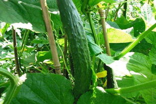 黄瓜种植技术和管理,青黄瓜的种植与管理
