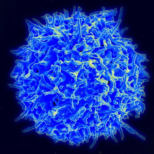 吉林中科 干细胞是生命之源,藏着长生的秘密 