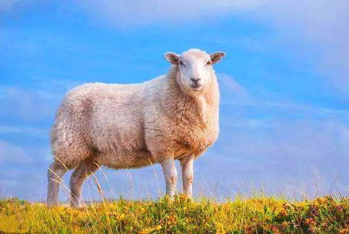 属羊的表达能力有多强