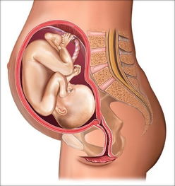 7个月胎儿图片的样子