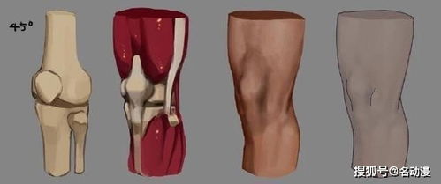 怎么画好人物的膝盖 怎样才能画好人物膝盖结构