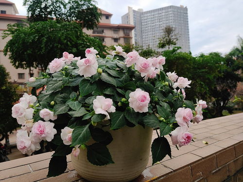 阳台养一盆 重瓣凤仙花 吧,美若玫瑰,四季有花看,养护很简单