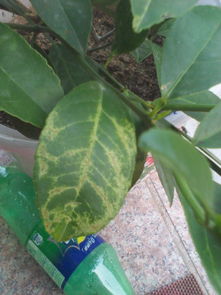 盆栽柠檬树叶子有洞怎么回事!盆栽柠檬出现这种情况是怎么回事？