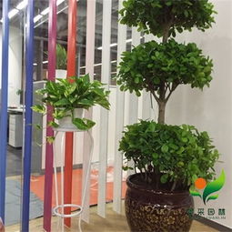 广州室内办公室花卉租赁公司