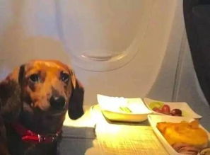 资讯 美国一家航班可以让狗狗跟着主人一起坐飞机