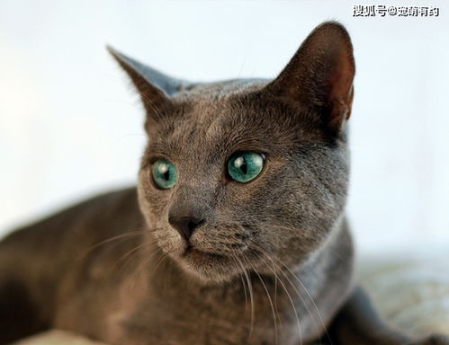 俄罗斯蓝猫 有着 短毛种之贵族 的美誉,并带有东方的韵味