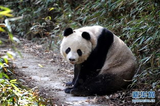 记者在陕西秦岭 偶遇 野生大熊猫 目前仅345只 