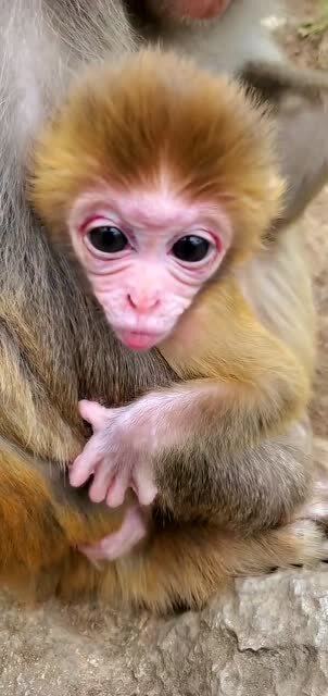 小猴宝宝真的太可爱了,真想给它取一个名字 