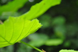 潮州药材种植基地在哪里（潮州药材种