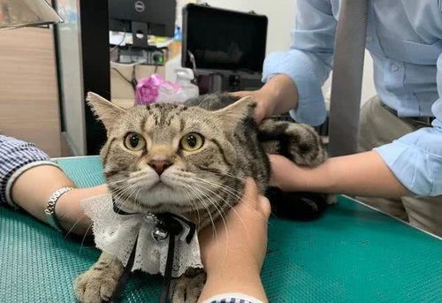 猫咪说不出的关节炎之痛兽医师 步态 毛发都能观察