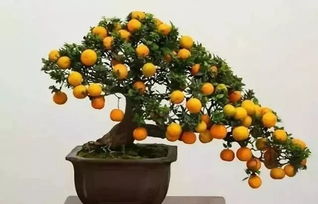 适合盆栽的水果,十大爬藤水果排名？