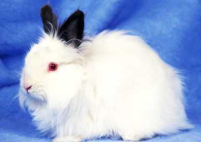 中国兔子品种大全 引入品种 加利福尼亚兔