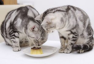 猫吃多了好的挑食,猫吃得好喂猫粮不吃了 