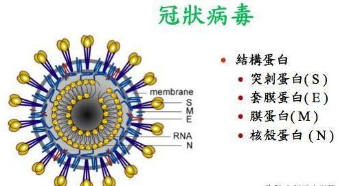 世卫组织 新冠肺炎叫做COVID 19,知道为啥给它起这个名字吗