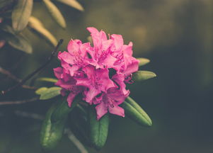 落花枝头的绚烂，探索落花的多样性与深层的意义，落花枝什么花好看