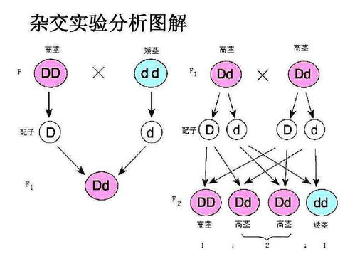 为什么上过太空的种子会结出比较大的果实