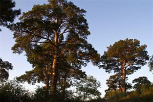 松树种类名称及图片,盘点十大常见松树种类 