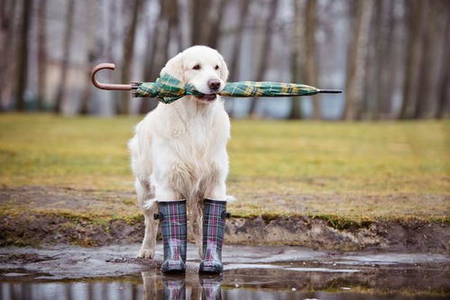 下雨天狗狗的排便问题难以处理 这些技巧,帮你训练狗狗雨天排便