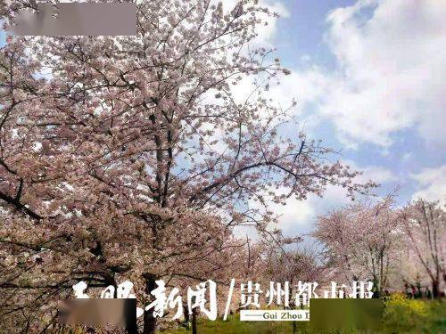 2023贵安樱花园几月旅游最佳(包含花果园t1区停车场收费标准的词条)