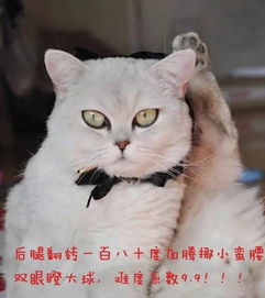 如果十二星座是猫 ,一定是这德行 搜狐 