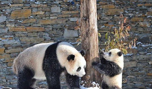 近距离 看熊猫乐享冰雪