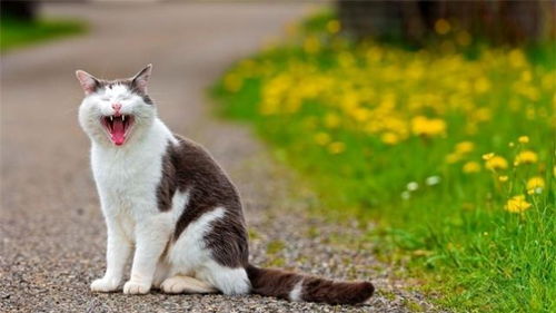 母猫发情嚎叫让人心烦,这四个办法可以暂时减轻猫咪的嚎叫