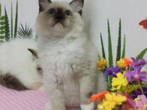 图 广州哪里有卖纯种山猫布偶 广州纯种布偶一只多少钱 广州宠物猫 