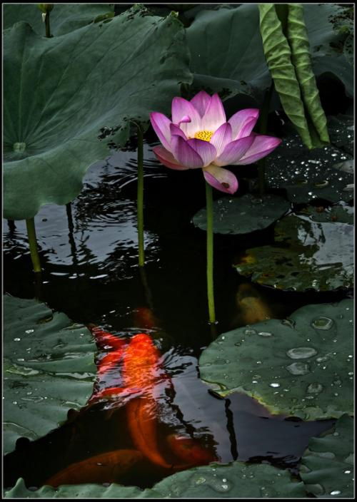 写荷花的古诗