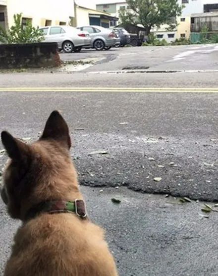 梦见已逝爱犬隔天发现怀孕,宝宝出生后,眼神让大家惊呼 缘分