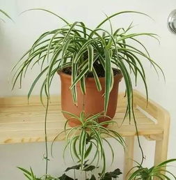 冬季室内干燥怎么办 一盆绿植帮你忙