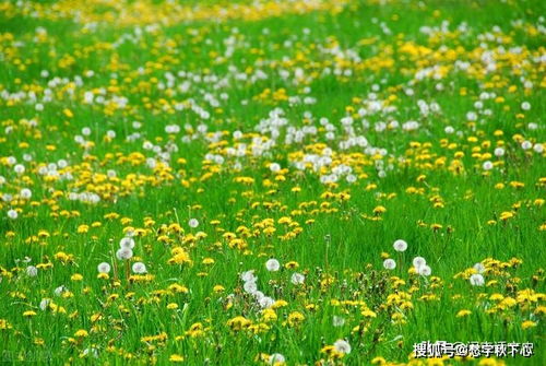 草长莺飞,花红柳绿,六首写最美春天的经典唐诗,必须要读一读