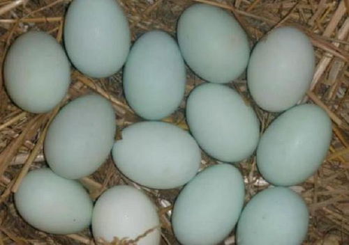 鸡蛋 鸭蛋 鹌鹑蛋,哪一种更有营养 吃了20多年都吃错了