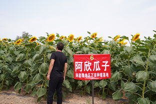 众多葵瓜子品牌中,独爱榴莲味瓜子