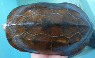 我家养中华草龟长11cm宽8cm 腹甲凹陷可能是雄性 