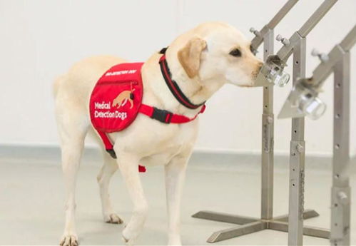 狗能嗅出新冠病毒 英国 训练6周能行,已能筛查癌症疟疾