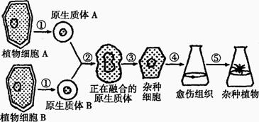 植物体细胞杂交的培养基为什么要加入比植物细胞质浓度略大的蔗糖