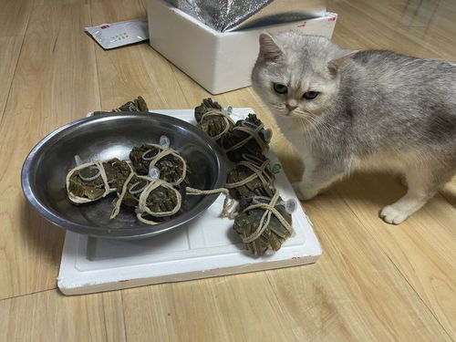 求助 我的猫咪抑郁了,该怎么办 