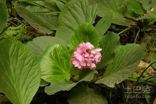 岩白菜的功效和作用 岩白菜价格介绍