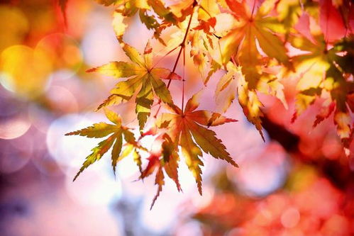 摩羯座很喜欢秋天 摩羯座很喜欢秋天的风景吗