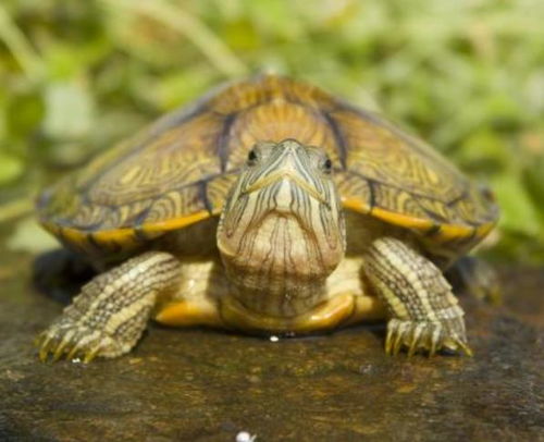 心理测试 三只黄金乌龟哪一只是真的 测你的吸金能力是不是高手
