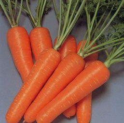 心里美萝卜的功效 心里美萝卜的功效与作用及禁忌，如何正确的食用心里美萝卜？ 