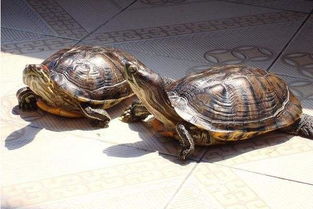 养乌龟有什么注意事项,养乌龟有什么注意事项巴西龟