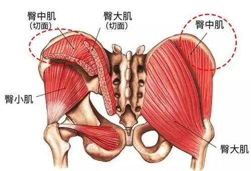 怎么解决女生臀部两侧凹陷的问题 改善臀部,练出饱满完美翘臀