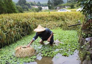 原来农村人 抓鱼 是这样滴 不是农村人绝对看不懂哈