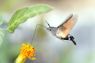蜂鸟蛾是国家几级保护动物 