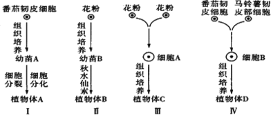 已知番茄的红果为显性.二室为显性.控制两对相对性状的基因分别位于两对同源染色体上.育种工作者利用不同的方法进行了如下四组实验.请据图回答问题. 1 图Ⅰ过程培育植物体 