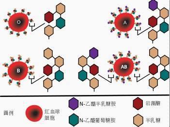 怎样才能知道自己是什么血型 