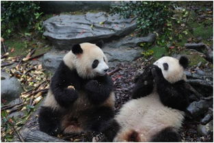 成都大熊猫 梅兰 被欺负了 网友急了 熊猫基地官方通报来了