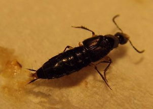 卫生间 小黑虫是什么虫子 